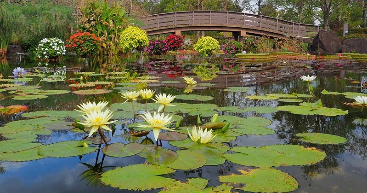 🏞️ 미즈노모리 수생식물공원(구사쓰시리쓰 스이세이쇼쿠부쓰코엔 미즈노모리) 이미지 4